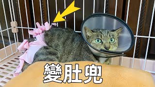 【直播】流浪貓媽結育術後第二天：把手術服穿成了肚兜，也太好笑了｜李喜猫