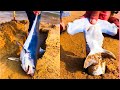 Catching Seafood 🦀🐙 ASMR Relaxing (Catch Shark , Catch Fish ,Deep Sea Monster ) - Tik Tok #270