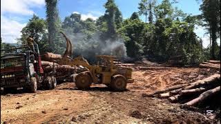 Relaxing Loading In Summer Forest Matong in png🇵🇬