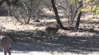 Kanana Safaris - Hippo Pool