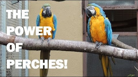 The Importance of Perches in Aviaries  How Proper Perching Improves Bird Health & Behavior