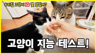 고양이 지능 테스트! 우리 고양이는 천재냥…? 아니면 멍냥…?