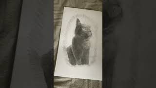 Рисуем котика# кот# Паша# карандаш# в конце коллаж