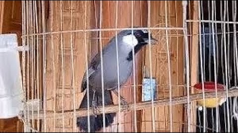 KHƯỚU HÓT ĐỦ GIỌNG ,BẮT CÔ TRÓI CỘT , NHẠI GIỌNG CHÓ MÈO KÊU