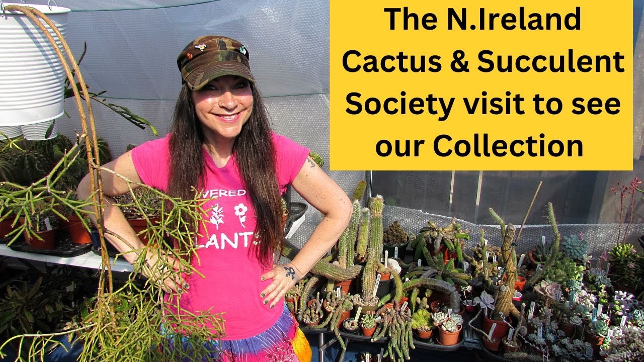 weird cactus plants Rare Live Cactus - Eulychnia Castanea Spiralis - Twisted Rare Succulent