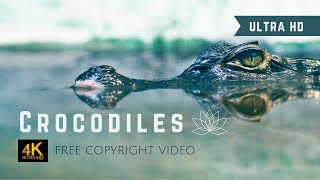 4K Crocodile Encounter | Relaxing Ambient Music (No Copyright) | Nature Wildlife Screensaver screenshot 1