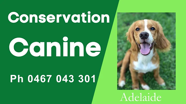Conservation Canine - Fox Den Detection Dogs in Adelaide SA for Locating Pests Call Us 0467 043 301