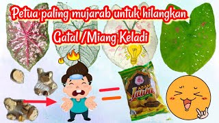 Petua Paling Mujarab hilangkan Gatal Miang Keladi di tangan - how to get rid of itching on the hands