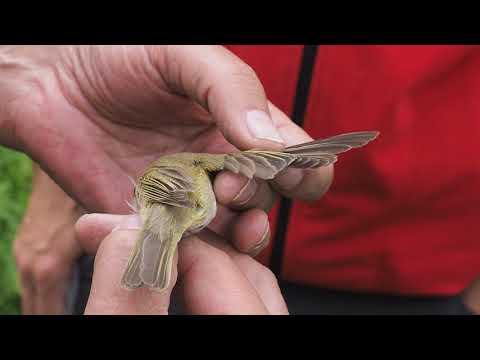 Video: Birderův Seznam Kbelíků: 10 Z Nejvíce Nepolapitelných Druhů Ptáků Na Světě - Síť Matador
