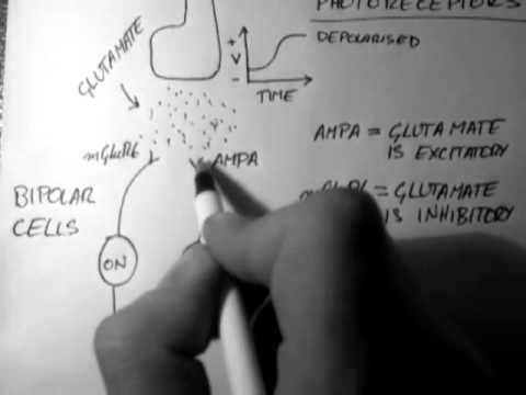 Bipolar Cells (Vision 2 of 5)