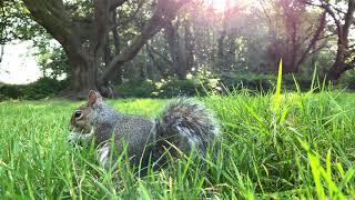 Sensational Squirrels at Tehidy Woods [ideal for cats & dogs!] (XV)