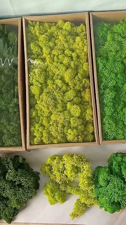 reindeer moss wall panel wholesale natural preserved moss