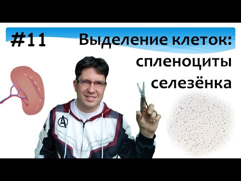 Выделение клеток. Спленоциты. Селезёнка. Функции. культура клеток.