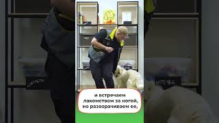 Как научить собаку команде &quot;Ко мне&quot; #petfriendly #кинолог #дрессировкасобак #shots #dog