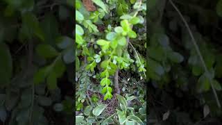 Famous Easter Egger Chickens | Miss Ash | Hiding Eggs | Part 3/3 Net Worth