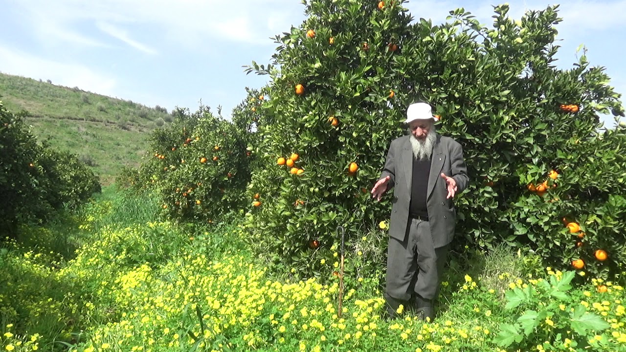 البديل الاخضر للارشاد الفلاحي : البرتقال الجزء 1