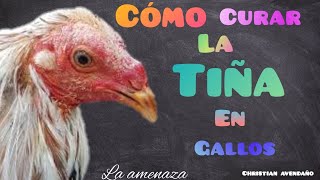 Como Curar La Tiña O Carare En Gallos ?