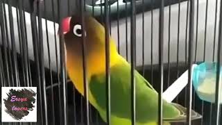 Download Lagu Masteran lovebird langsung ngekek MP3