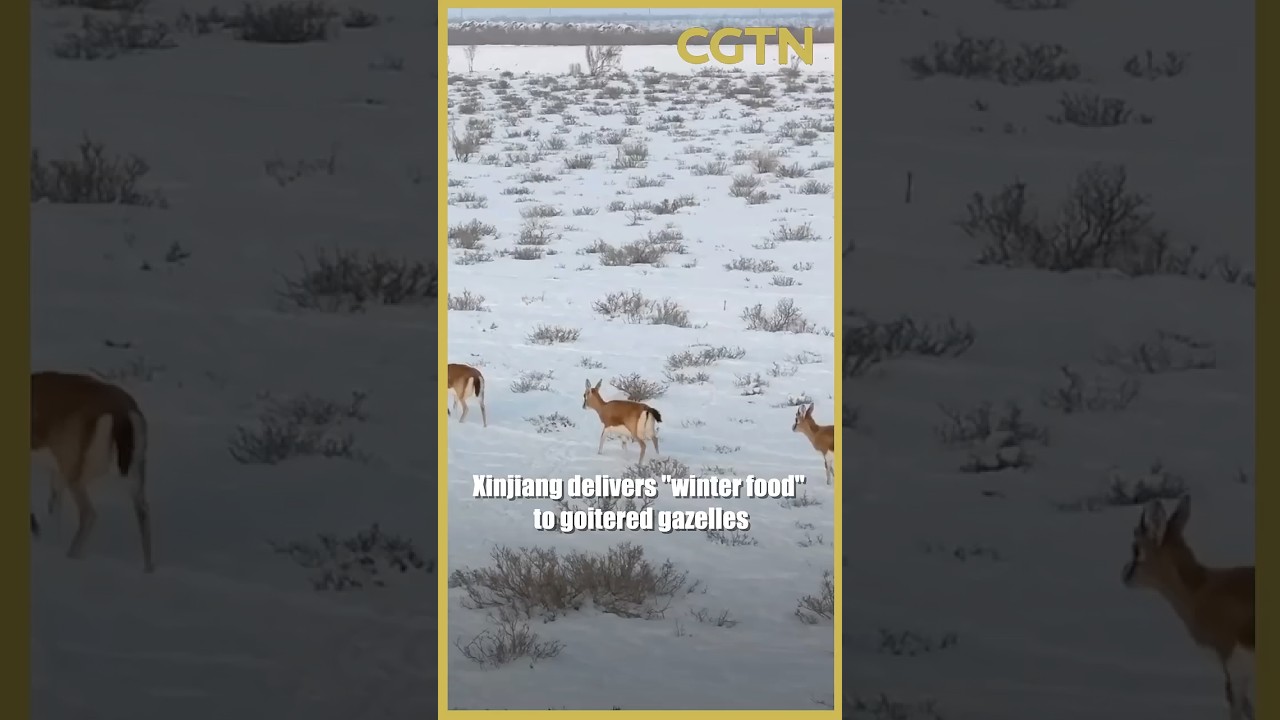 Xinjiang delivers 'winter food' to goitered gazelles