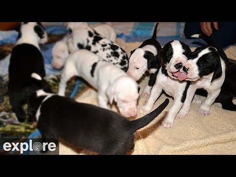 Great Danes Nursery Cam - Service Dog Project powered by EXPLORE.org