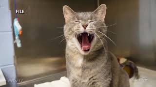 Pet Sale Ordinance Tabled