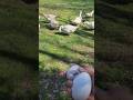I let the geese out to eat and swim. #exotic #bird #duck #farmlife #feed #viral #trending #chicken