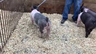 27-12 Crossbred Gilt selling Monday, October 19th