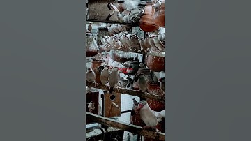 #javasparrow #javabreeding #whitejava #fawnjava #finches #lovebird #lovebird #dove #javafinches