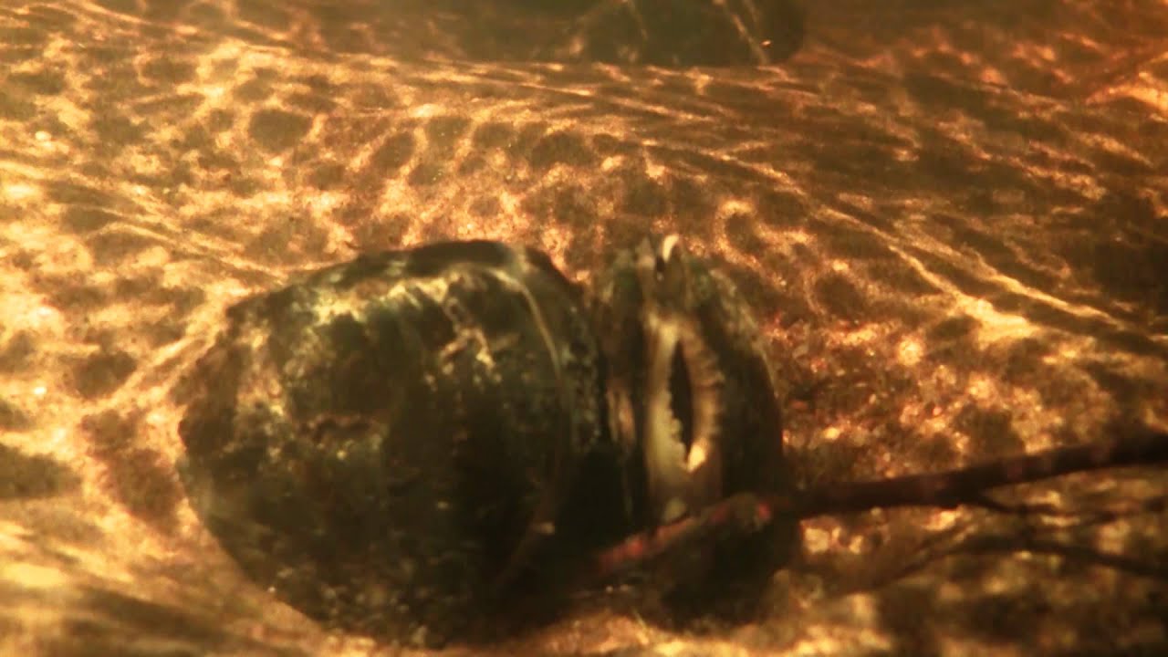 Margaritifera 1080p.mp4