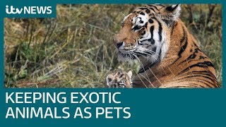 How do you get a licence to keep exotic pets? | ITV News