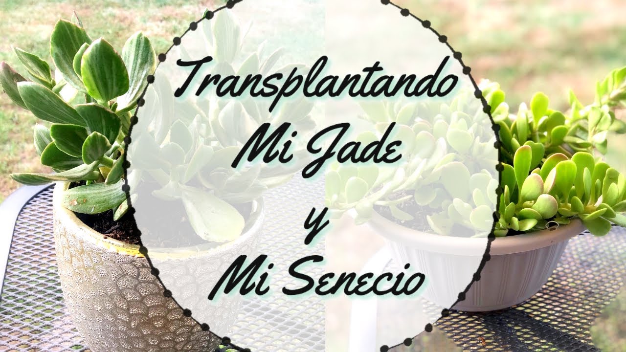 Jade Tricolor Variegado Y Senecio Jacobsenii