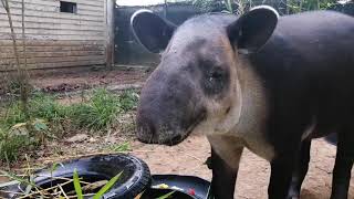 Simple Tapir Puzzle feeder