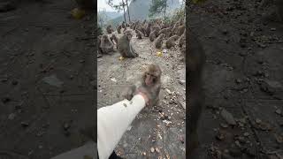 Kind Girl &amp; Baby Monkey 🐒❤️ | Heartwarming Story #Kindness #BabyMonkey #CuteAnimals #Heartwarming