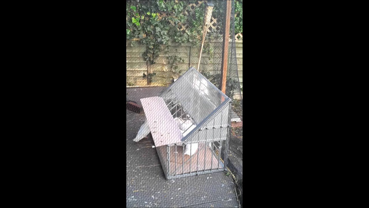 4th time of using Belgian Sputnik Trap for Doves - YouTube