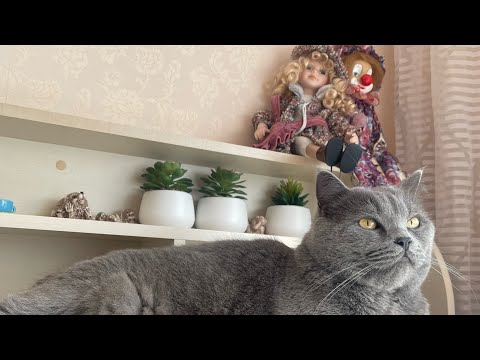 Видео: Наш любимый котик🐈‍⬛, наш любимый гость🫶🏻🥰🥳