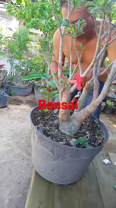 Proses buat bonsai kamboja