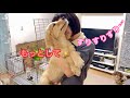 姉からのスリスリがくすぐったいのに、おかわりを期待しちゃうゴルパピだいふく【ゴールデンレトリバーとミニチュアダックスフンド】