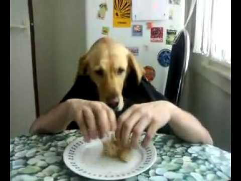 Funny video crazy dog eating.flv