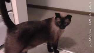 Самый добрый сиамский кот на свете :) Самый добрый сиамский кот на свете :)