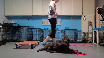 The Down Command: Food Lure and Leash Guidance