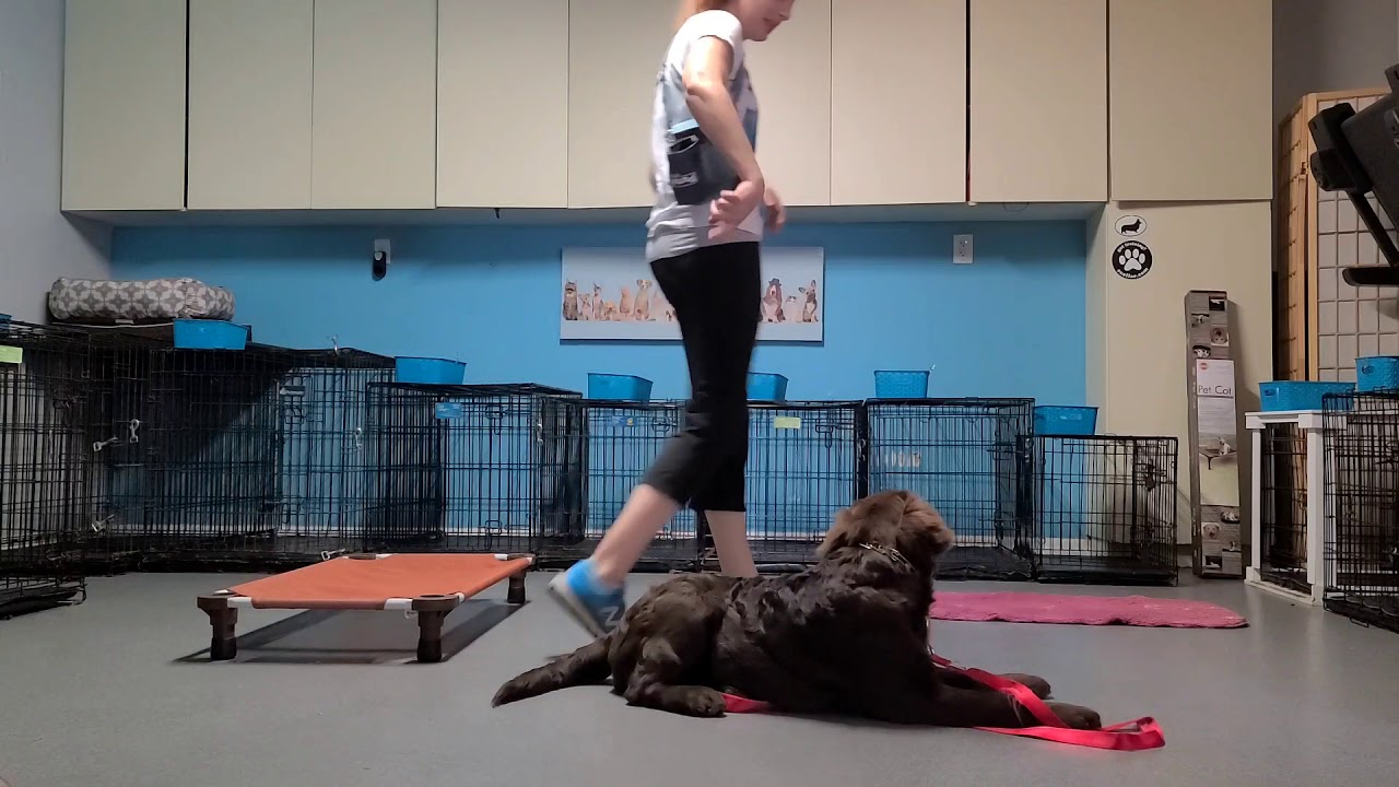 The Down Command: Food Lure and Leash Guidance