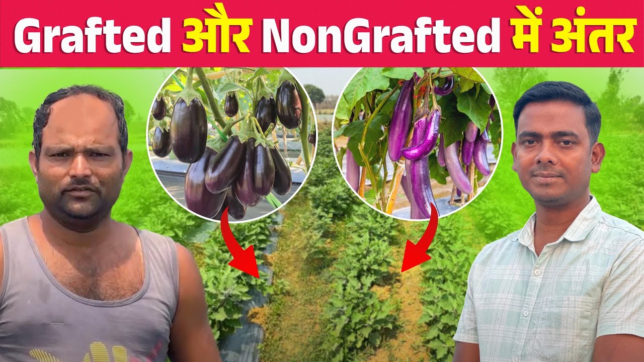Grafted और Non grafted में अंतर | बैंगन लगाने वाले किसान ये जरूर देखें