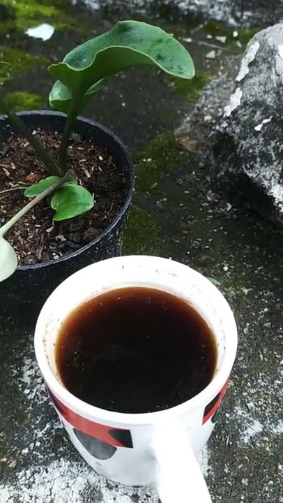 Story wa Ngopi, Senin 21 Maret 2022