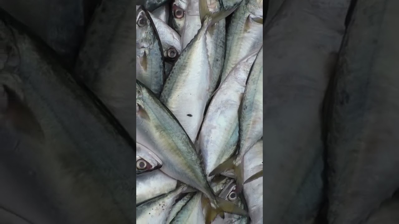 matlapalem fish market-3  