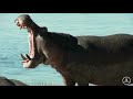 🦛 Mara River and Giant Hippos | Kenya-Tanzania Border