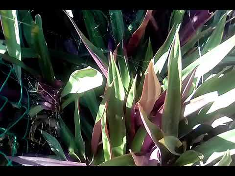 te de maguey morado para descender de peso