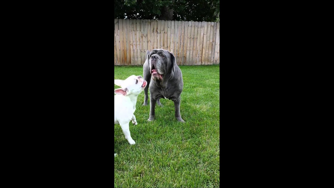 Annoying French Bulldog