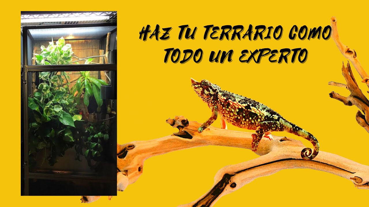 Tutorial terrario para camaleón, como hacer (Guia paso a paso)