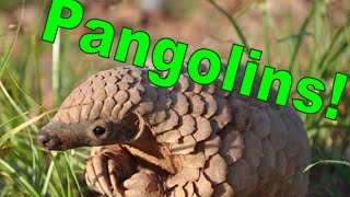 All About Pangolins!