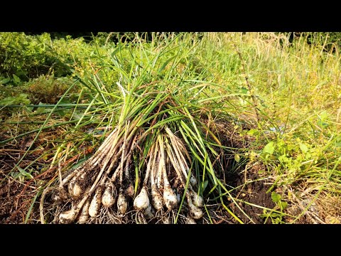 らっきょう 植え付けから２年後の収穫と処理の仕方 21 6 15 Youtube